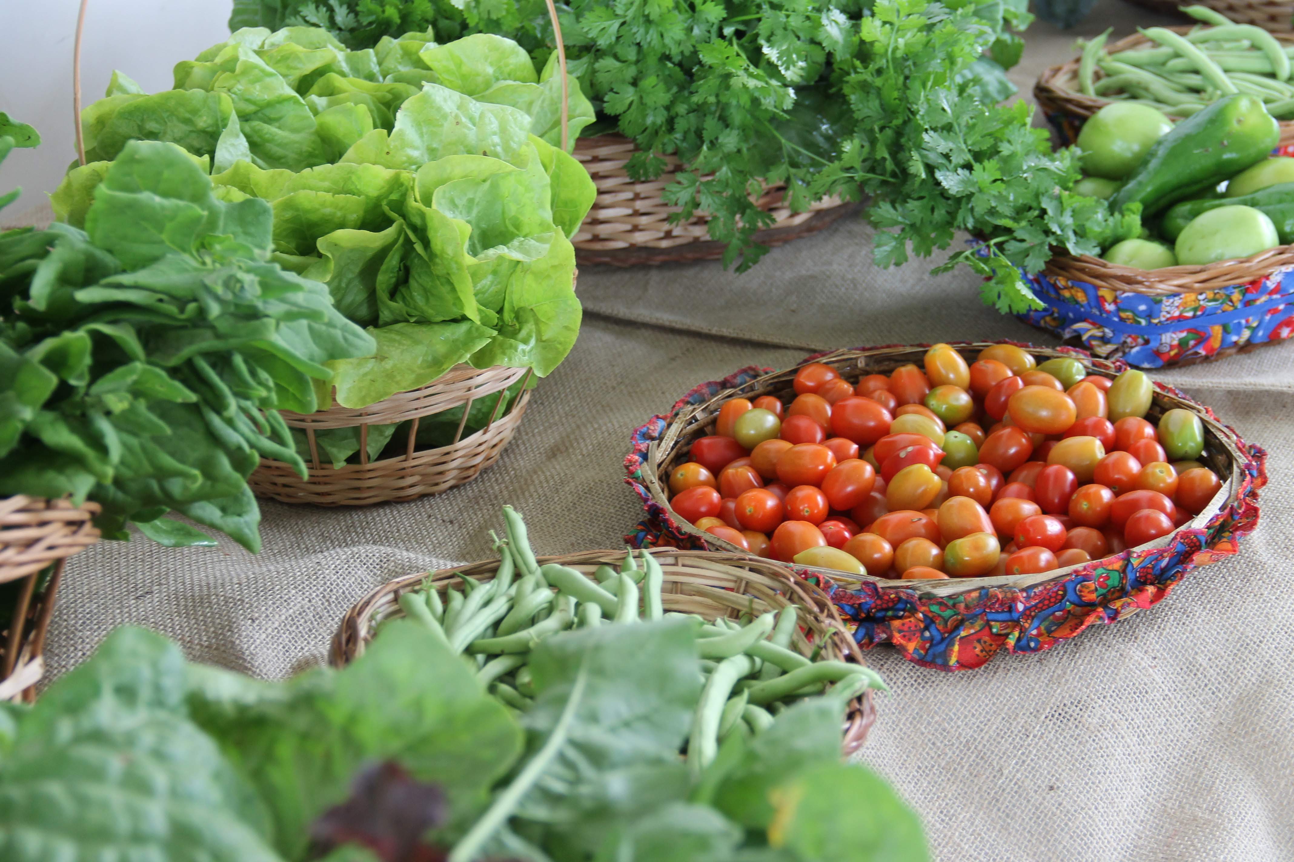 Conselho Estadual de Segurança Alimentar convoca sociedade civil para Fórum de Eleição