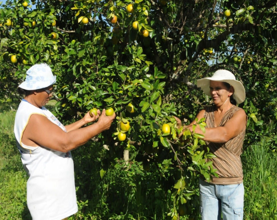 Governo de Sergipe paga segunda parcela do Programa Mão Amiga Laranja neste sábado, 28