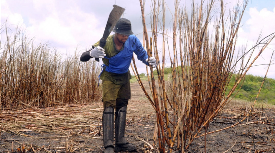 Seasic abre inscrições para o ‘Mão Amiga Cana-de-Açúcar’ 2025