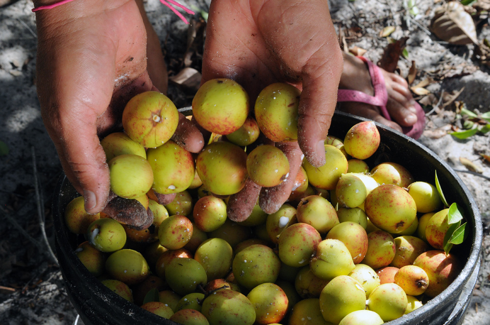 Guia Seasic: Saiba como se inscrever no Mão Amiga Extrativismo da Mangaba